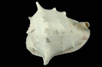 藏品(唐冠螺)的圖片